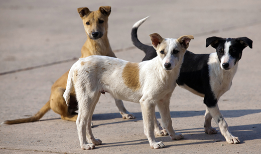 Stray Dogs